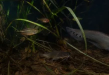 Um banco de plantas aquáticas no encontro dos rios Negro e Solimões abriga mais espécies de peixes à noite do que durante o dia