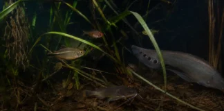 Um banco de plantas aquáticas no encontro dos rios Negro e Solimões abriga mais espécies de peixes à noite do que durante o dia