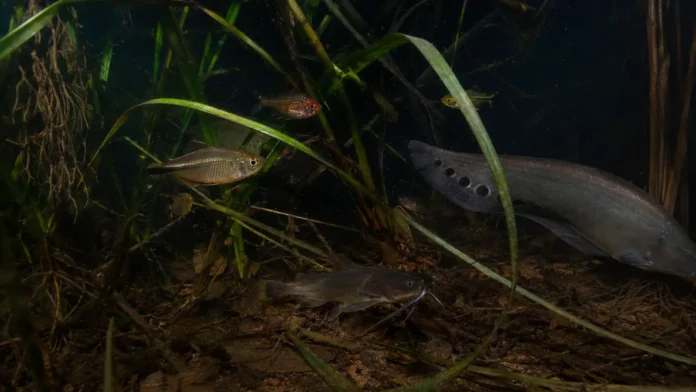 02-peixes-noturnos-plantas-aquaticas