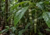 Arbusto encontrado em Porto Velho tem espigas pendentes, flores em faixas e frutos cortados por três sulcos profundos