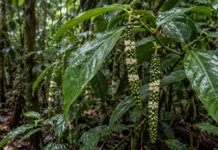 Arbusto encontrado em Porto Velho tem espigas pendentes, flores em faixas e frutos cortados por três sulcos profundos