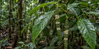 Arbusto encontrado em Porto Velho tem espigas pendentes, flores em faixas e frutos cortados por três sulcos profundos