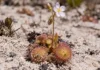 Planta minúscula da Serra do Cachimbo esconde folhas pegajosas sob a areia, captura vermes microscópicos e inaugura seu gênero na Amazônia brasileira