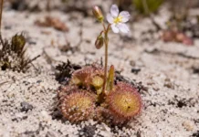 Planta minúscula da Serra do Cachimbo esconde folhas pegajosas sob a areia, captura vermes microscópicos e inaugura seu gênero na Amazônia brasileira