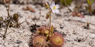 Planta minúscula da Serra do Cachimbo esconde folhas pegajosas sob a areia, captura vermes microscópicos e inaugura seu gênero na Amazônia brasileira