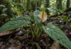 Antúrio conhecido de um único ponto no município de Amapá passou décadas misturado à vegetação de terra firme