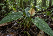 Antúrio conhecido de um único ponto no município de Amapá passou décadas misturado à vegetação de terra firme