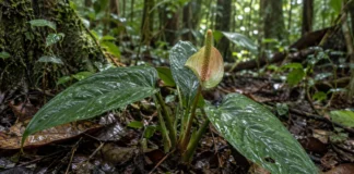 Antúrio conhecido de um único ponto no município de Amapá passou décadas misturado à vegetação de terra firme