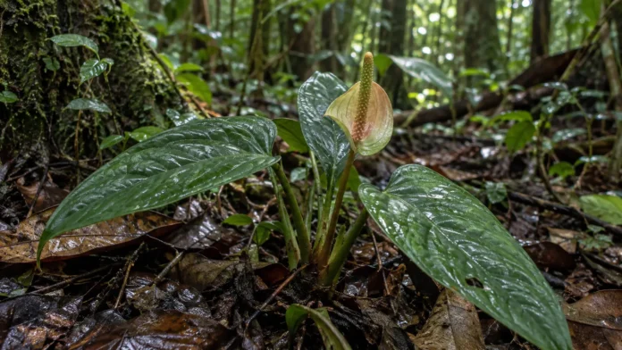 03-anthurium-elsieae-amapa