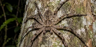 Aranhas achatadas recolhidas em quatro estados da Amazônia não cabiam nos gêneros conhecidos e obrigaram a ciência a abrir uma nova linhagem chamada Uaica