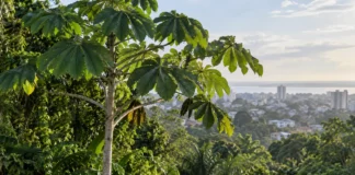 Imbaúba crescia em áreas urbanas de Manaus até sete coletas e uma comparação com 5.750 exemplares revelarem uma espécie nova e vulnerável