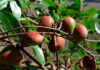 Copaíba revela ação potente contra o carrapato do gado Frutos de copaíba-amazônica (Copaifera reticulata) em galho, na floresta