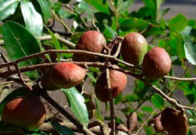 Copaíba revela ação potente contra o carrapato do gado Frutos de copaíba-amazônica (Copaifera reticulata) em galho, na floresta