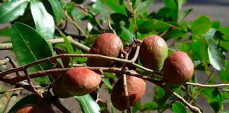 Copaíba revela ação potente contra o carrapato do gado Frutos de copaíba-amazônica (Copaifera reticulata) em galho, na floresta