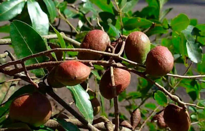 Copaíba revela ação potente contra o carrapato do gado Frutos de copaíba-amazônica (Copaifera reticulata) em galho, na floresta