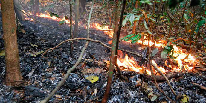 Livro ensina brigadistas a combater incêndios na floresta densa da Amazônia 3 Fogo rasteiro consome a serrapilheira em uma floresta ombrófila densa: chamas baixas, avanço lento e brasas que se escondem sob folhas e troncos.