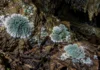 Uma única caverna na floresta do Pará guardava seis espécies desconhecidas de Penicillium, e o DNA mostrou que a escuridão abrigava uma coleção inteira