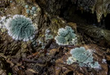 Uma única caverna na floresta do Pará guardava seis espécies desconhecidas de Penicillium, e o DNA mostrou que a escuridão abrigava uma coleção inteira
