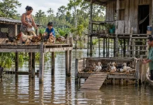 Galinhas e patos ganham estruturas suspensas quando a cheia cobre os quintais de Igarapé do Costa