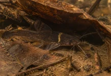 Bagre com uma faixa amarela atrás da cabeça foi encontrado escondido sob folhas no fundo lodoso do rio Juruena