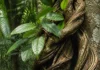 O DNA de cinco populações de mariri mostrou que 58% da diferença está entre os lugares e que o cultivo preserva apenas parte da diversidade