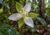 Árvore do Amazonas produz flores em grupos de três e rompe um padrão que domina sua família botânica