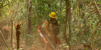 Livro ensina brigadistas a combater incêndios na floresta densa da Amazônia Brigadista usa soprador para abrir linha de defesa contra incêndio em floresta ombrófila densa na Amazônia