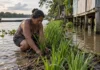 Morador planta uma faixa de capim para tentar enfraquecer ondas antes que elas atinjam sua casa na várzea de Santarém