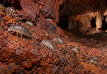 Pequenos crustáceos encontrados sobre rochas de ferro em Carajás revelaram duas espécies novas e ampliaram o mapa de outras duas dentro de cavernas do Pará
