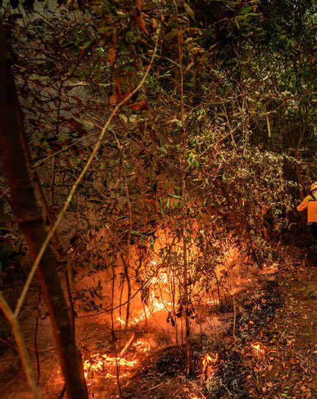 Livro ensina brigadistas a combater incêndios na floresta densa da Amazônia 4 À noite, um brigadista acompanha o fogo na mata: nas florestas densas o incêndio costuma se manter ativo em pontos isolados e voltar a crescer nas horas mais quentes.