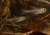 Dois peixes quase transparentes de 1,4 e 1,6 centímetro mantiveram traços de larva e reduziram ossos para caber nos rios Purus e Solimões