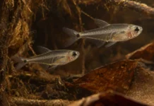 Dois peixes quase transparentes de 1,4 e 1,6 centímetro mantiveram traços de larva e reduziram ossos para caber nos rios Purus e Solimões