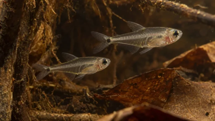 05-peixes-transparentes-priocharax