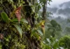 Expedição encontrou duas orquídeas minúsculas sobre árvores da Serra do Divisor e elevou de oito para dez as espécies amazônicas conhecidas do gênero