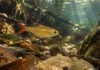 Peixe dourado de Novo Progresso pode ter atravessado uma antiga “troca” de cabeceiras entre o Xingu e o Tapajós