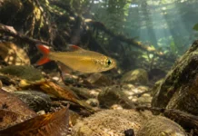 Peixe dourado de Novo Progresso pode ter atravessado uma antiga “troca” de cabeceiras entre o Xingu e o Tapajós