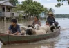 Ovelhas deixam a ilha de barco e passam meses em terra alugada quando a cheia toma o pasto perto de Santarém