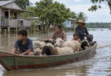 Ovelhas deixam a ilha de barco e passam meses em terra alugada quando a cheia toma o pasto perto de Santarém