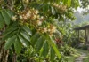 Árvore vista num quintal de Manaus e num jardim botânico revelou uma espécie amazônica que ninguém havia descrito