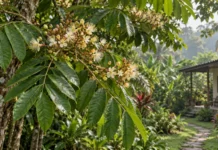 Árvore vista num quintal de Manaus e num jardim botânico revelou uma espécie amazônica que ninguém havia descrito