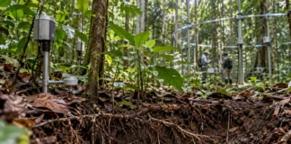 Floresta perto de Manaus recebeu mais CO₂ e cresceu no curto prazo, mas plantas mudaram a estratégia para buscar fósforo no solo