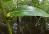 Formigas e plantas refazem suas alianças quando a floresta alaga, e as parcerias ocasionais quase desaparecem no igapó