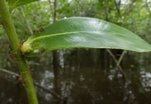 Formigas e plantas refazem suas alianças quando a floresta alaga, e as parcerias ocasionais quase desaparecem no igapó