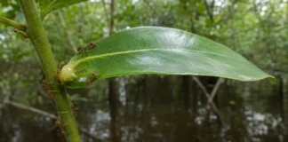 Formigas e plantas refazem suas alianças quando a floresta alaga, e as parcerias ocasionais quase desaparecem no igapó