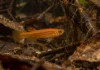 Peixe de 2,68 centímetros encontrado em Laranjal do Jari ganhou o nome da cor que domina o macho adulto