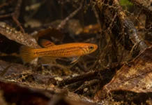 Peixe de 2,68 centímetros encontrado em Laranjal do Jari ganhou o nome da cor que domina o macho adulto