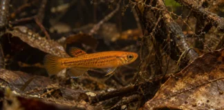 Peixe de 2,68 centímetros encontrado em Laranjal do Jari ganhou o nome da cor que domina o macho adulto