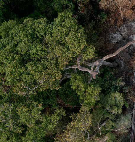Livro ensina brigadistas a combater incêndios na floresta densa da Amazônia 7 Vista aérea de uma floresta ombrófila densa em que o fogo já avançou: de um lado, o verde intacto; de outro, as copas cinzas das árvores mortas pelas chamas.