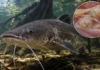 Cistos encontrados num bagre que migra pelos rios da Amazônia oriental guardavam esporos e DNA de um parasita que a ciência ainda não conhecia