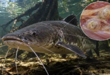 Cistos encontrados num bagre que migra pelos rios da Amazônia oriental guardavam esporos e DNA de um parasita que a ciência ainda não conhecia